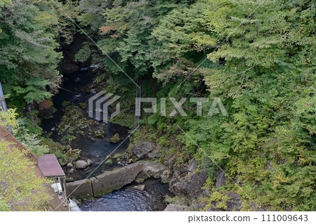 Unexplored river surrounded by fresh greenery seen from Saruhashi Bridge (Gunma Prefecture) Unexplored river surrounded by fresh greenery seen from Saruhashi Bridge (Gunma Prefecture) 111009643