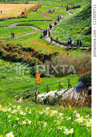 Shimoda City Tsumekizaki Daffodil Festival 111009711