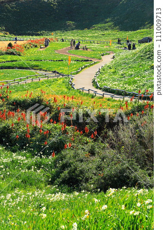 Shimoda City Tsumekizaki Daffodil Festival 111009713