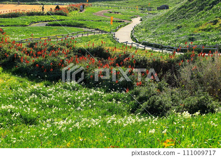 下田市津木崎水仙花節 下田市津木崎水仙花節 111009717