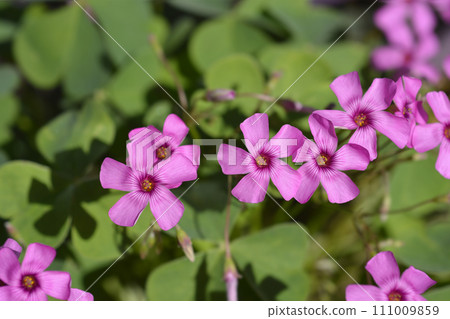 Pink wood sorrel Pink wood sorrel 111009859