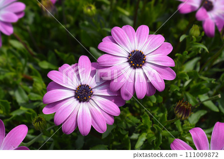 African daisy 111009872