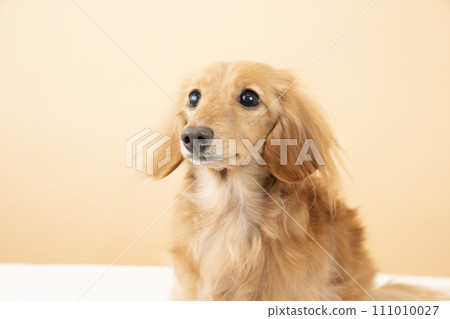 Beige back and miniature dachshund bust up 111010027