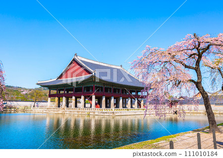 Gyeongbokgung palace with cherry blossom tree in spring time in seoul city of korea, south korea. 111010184
