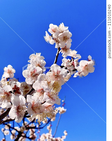 White plum blossoms in full bloom against the blue sky〈Minami Park (Aoi Bairin)/Okazaki City, Aichi Prefecture〉 111010240