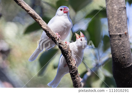 White sparrow parent and child 111010291