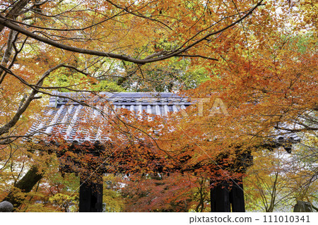 秋月美麗的秋月城遺址（福岡縣朝倉市） 111010341