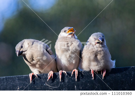 3 young Namibun birds 3 young Namibun birds 111010360