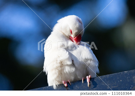 White sparrow preening its feathers 111010364