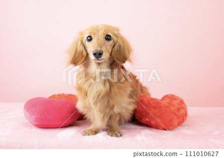 有紅色心臟的迷你臘腸犬 111010627