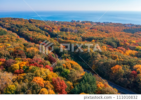 autumn forest  111010832