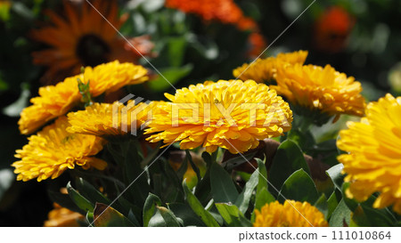Calendula officinalis (Calendula officinalis) Calendula officinalis (Calendula officinalis) 111010864