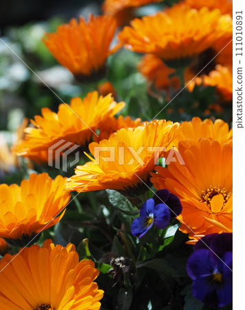 Calendula officinalis (Calendula officinalis) Calendula officinalis (Calendula officinalis) 111010891