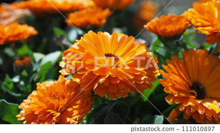 金盞花 (Calendula officinalis) 金盞花 (Calendula officinalis) 111010897