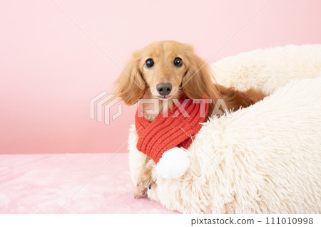 一隻戴著紅色圍巾、躺在蓬鬆的白色床上的迷你臘腸犬 一隻戴著紅色圍巾、躺在蓬鬆的白色床上的迷你臘腸犬 111010998