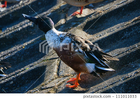 Cute migratory shoebill duck in the pond Cute migratory shoebill duck in the pond 111011033