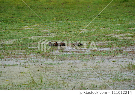 White-faced whistling duck on African savanna at Amboseli National Park in Kenya 111012214