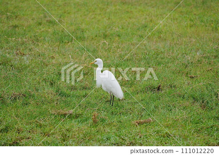 Yellow-billed egret on African savanna at Amboseli National Park in Kenya Yellow-billed egret on African savanna at Amboseli National Park in Kenya 111012220