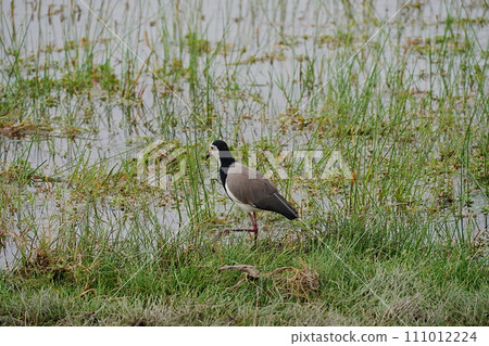 Long-toed lapwing on African savanna at Amboseli National Park in Kenya 111012224