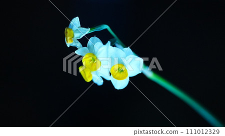 黃色水仙花是花和光的運動 111012329