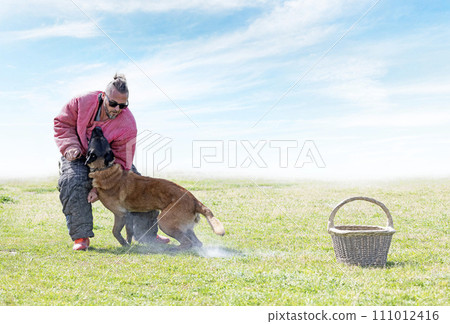 training of belgian shepherd 111012416
