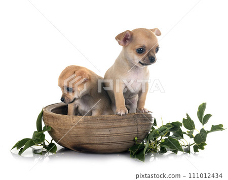 chihuahuas in studio chihuahuas in studio 111012434