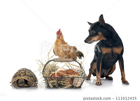 chicken, pinscher and turtle chicken, pinscher and turtle 111012435