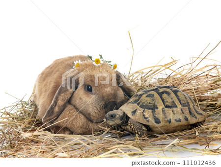 rabbit and turtle in studio rabbit and turtle in studio 111012436