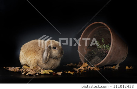 Lop rabbit in studio 111012438