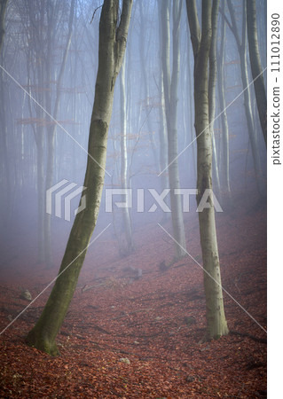 autumn foggy forest autumn foggy forest 111012890