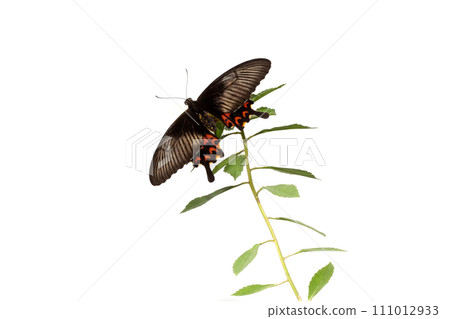 butterfly on white flower isolated on white background with clipping path butterfly on white flower isolated on white background with clipping path 111012933