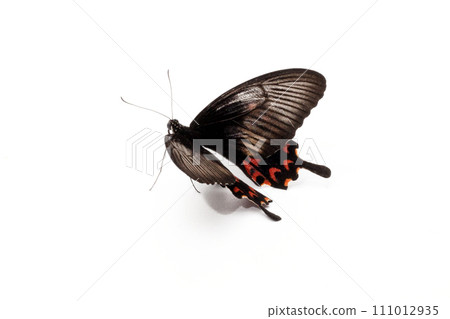 butterfly on white flower isolated on white background with clipping path butterfly on white flower isolated on white background with clipping path 111012935