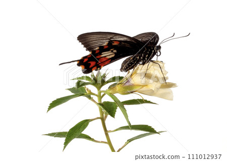 butterfly on white flower isolated on white background with clipping path 111012937