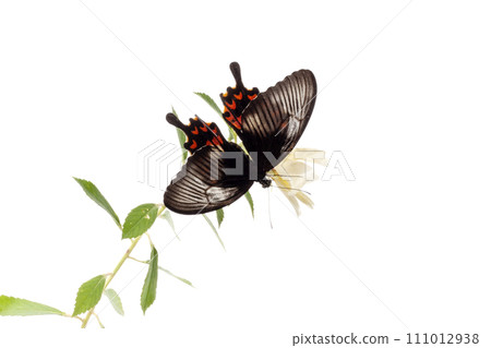 butterfly on white flower isolated on white background with clipping path butterfly on white flower isolated on white background with clipping path 111012938