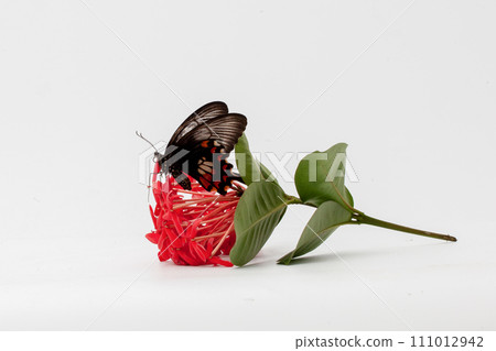 butterfly on white flower isolated on white background with clipping path 111012942
