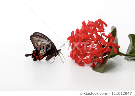 butterfly on white flower isolated on white background with clipping path butterfly on white flower isolated on white background with clipping path 111012947