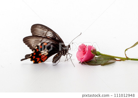 butterfly on white flower isolated on white background with clipping path butterfly on white flower isolated on white background with clipping path 111012948