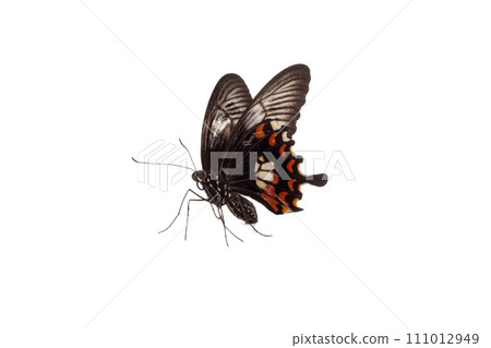 butterfly on white flower isolated on white background with clipping path 111012949