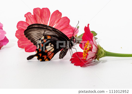 butterfly on white flower isolated on white background with clipping path butterfly on white flower isolated on white background with clipping path 111012952