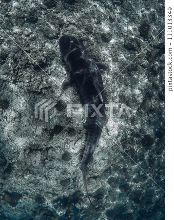 Tiger shark on deep in tropical ocean. Diving with dangerous tiger sharks. Tiger shark on deep in tropical ocean. Diving with dangerous tiger sharks. 111013349