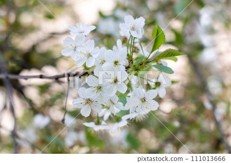 Cherry blossom petals on branches with green leaves 111013666
