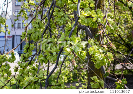 Green leaves on a hop tree in spring 111013667