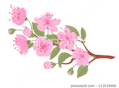 Sakura blossom branch. Japanese cherry pink flowers and buds, blooming sakura tree twig flat vector illustration. Spring cherry branch 111014008