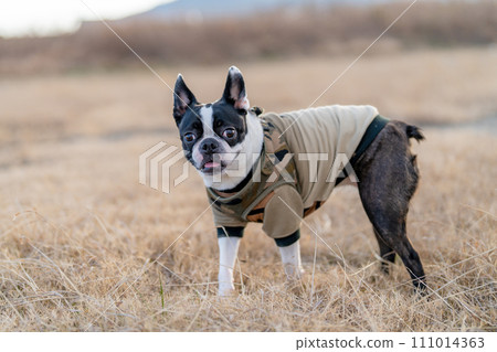 Boston Terrier 111014363
