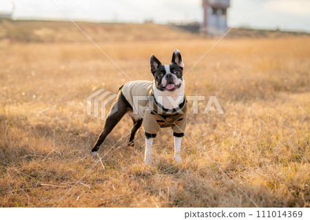 Boston Terrier Boston Terrier 111014369