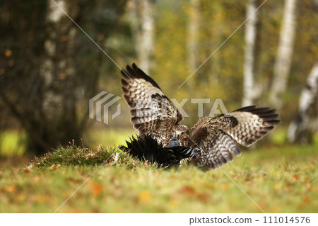 Common buzzard (Buteo buteo ) and common raven Corvus corax. on summer meadow. Fight for prey Common buzzard (Buteo buteo ) and common raven Corvus corax. on summer meadow. Fight for prey 111014576