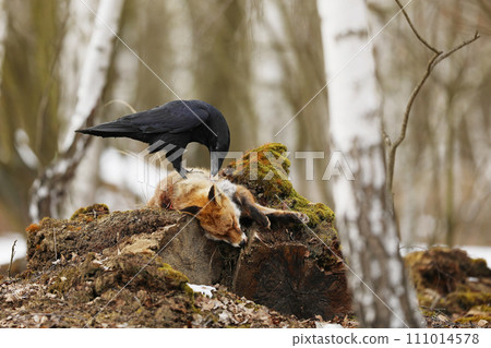 Black common raven approaching dead red fox laying on the stone 111014578