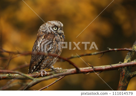 Scops Owl, Otus scops, sitting on tree branch in the autumn forest. Wildlife animal scene from nature. Little bird, owl close-up detail portrait . Scops Owl, Otus scops, sitting on tree branch in the autumn forest. Wildlife animal scene from nature. Little bird, owl close-up detail portrait . 111014579