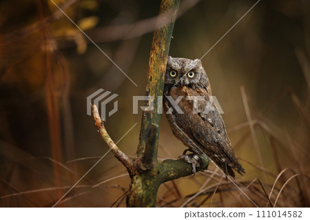 Scops Owl, Otus scops, sitting on tree branch in the autumn forest. Wildlife animal scene from nature. Little bird, owl close-up detail portrait . 111014582