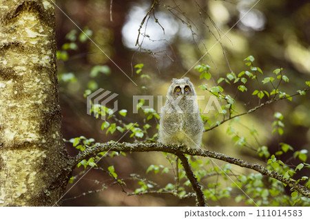 Young owl in spring forest, green leaves. Long-eared Owl nesting on the branch during springtime. Wildlife scene from nature, Czech republic 111014583